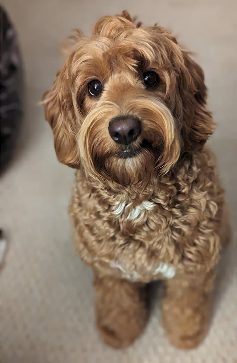 Holly